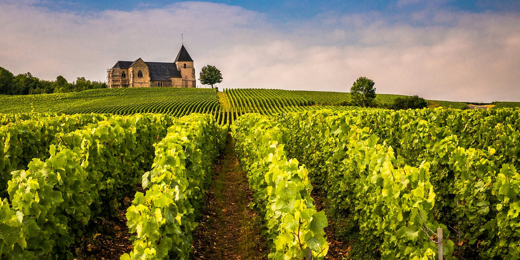 French Vineyard