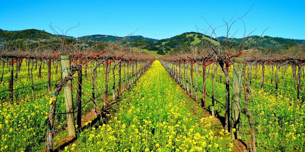 Sonoma Valley_New World Wine Blog Article Banner Photo