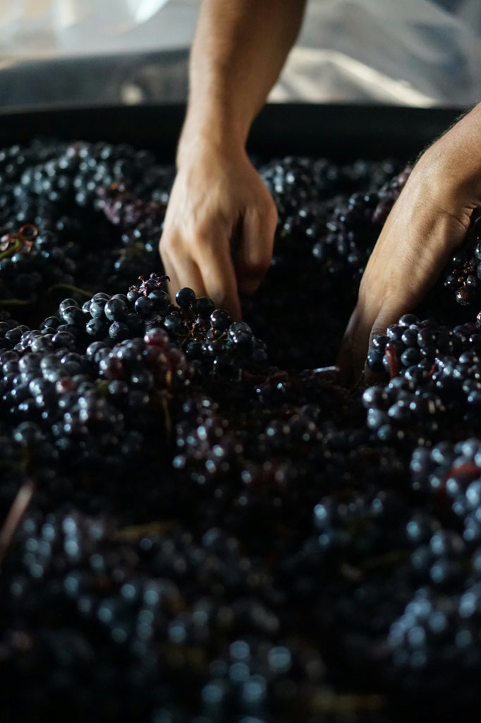 VDV Select Wine Club - Greater Boston – Vinodivino